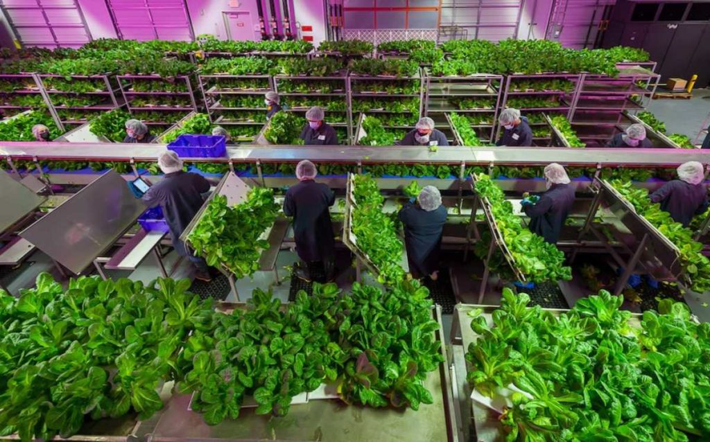 Kalera Announces First Harvest of Lettuce & Microgreens at New Denver Vertical Farm