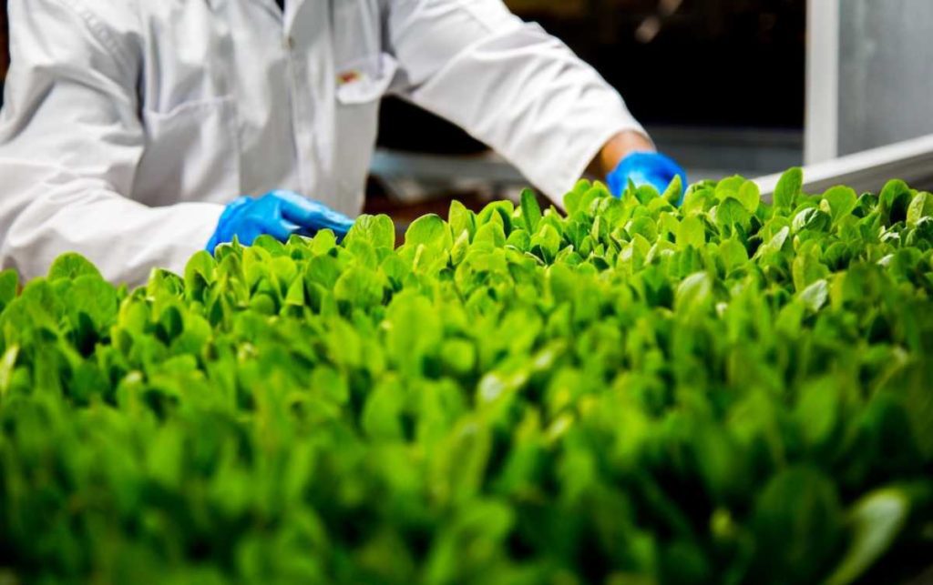 Kalera Announces First Harvest of Lettuce & Microgreens at New Denver Vertical Farm