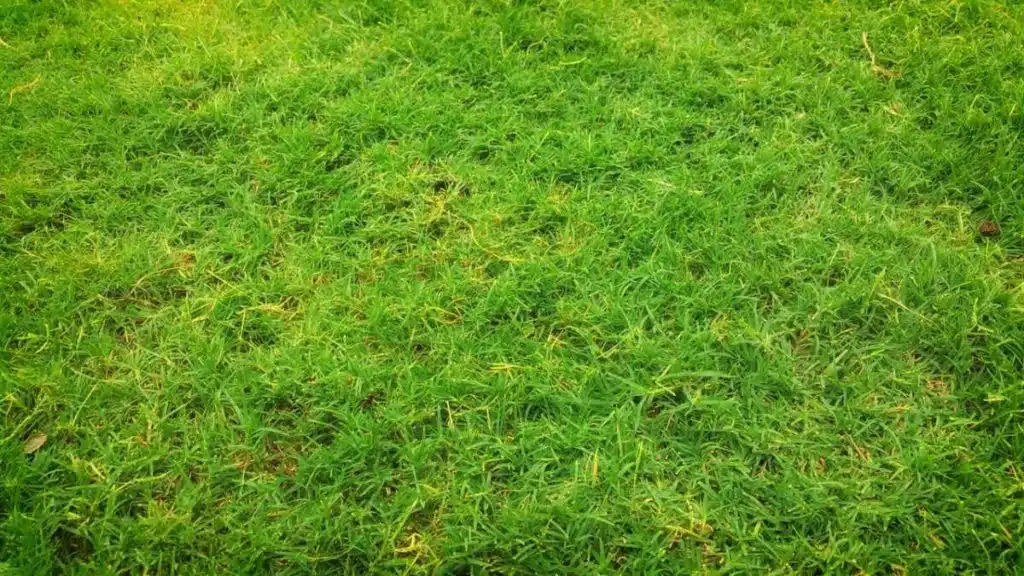 America’s love affair with the lawn is getting messy