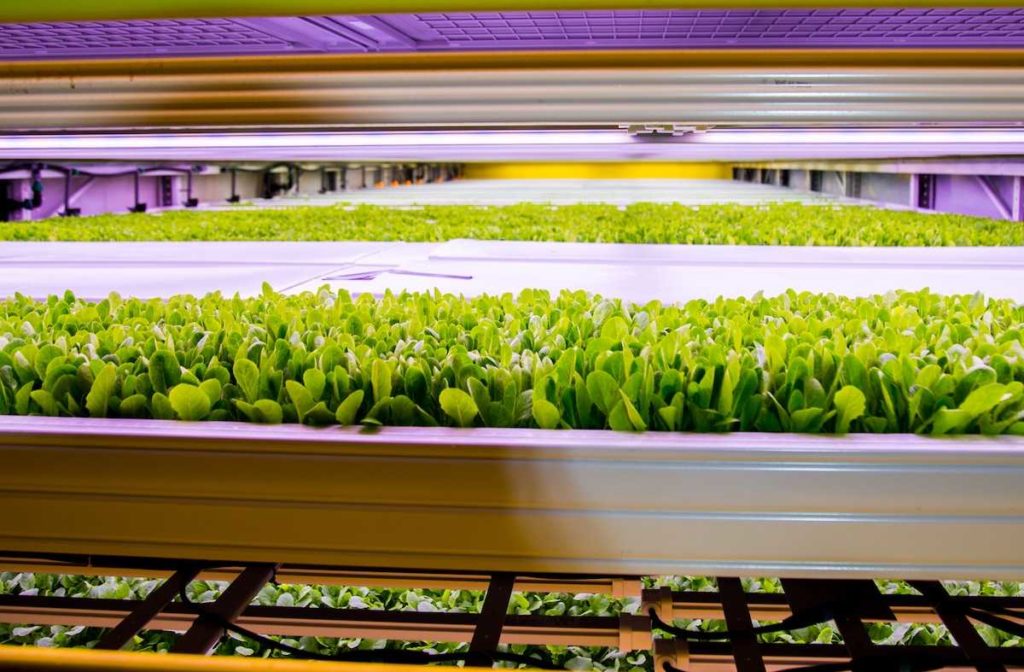 Kalera Announces First Harvest of Lettuce & Microgreens at New Denver Vertical Farm